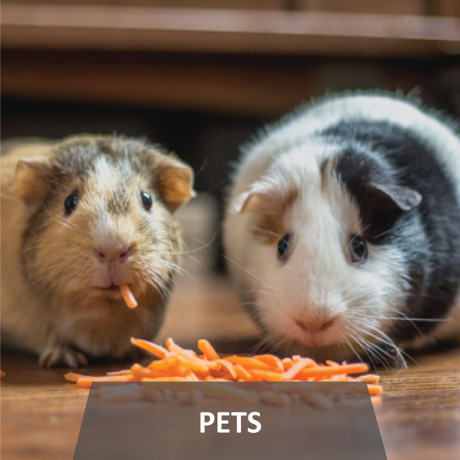 Pets Pets